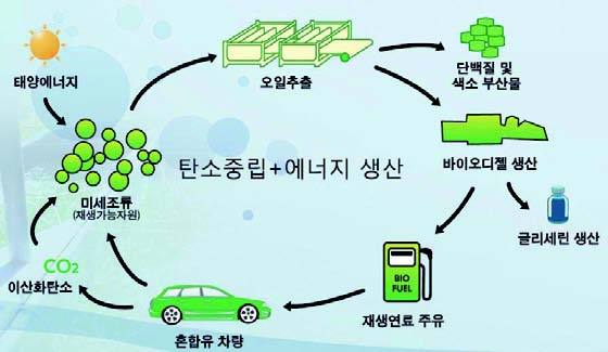 미세조류를 이용한 바이오연료 생산 : 네이버 블로그