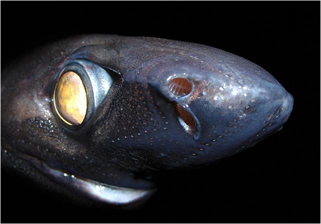 투명상어(Lantern shark)의 종류 네이버 블로그