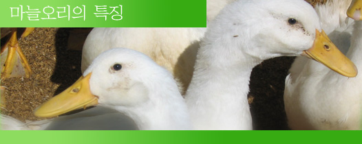 마늘오리 이미지