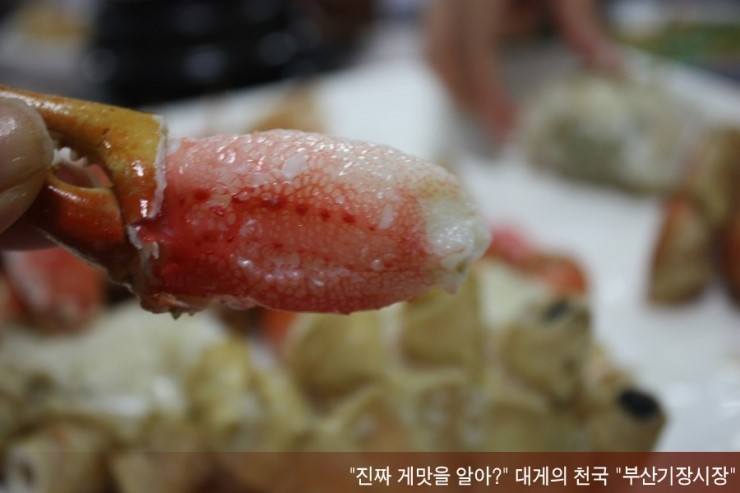 기장시장대게 이미지