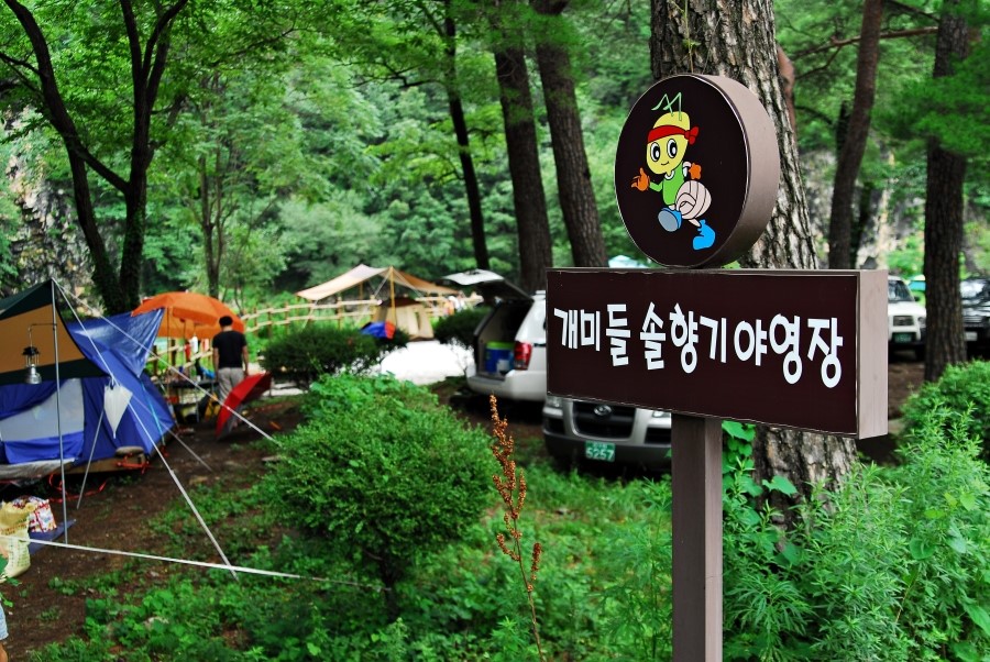 개미들솔향기야영장 이미지