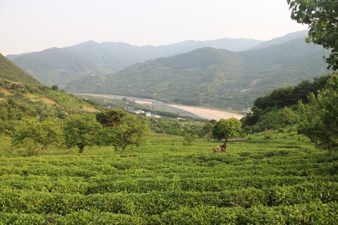 산곡다원 이미지