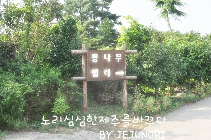 통나무밸리 이미지