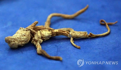 천년인삼 이미지