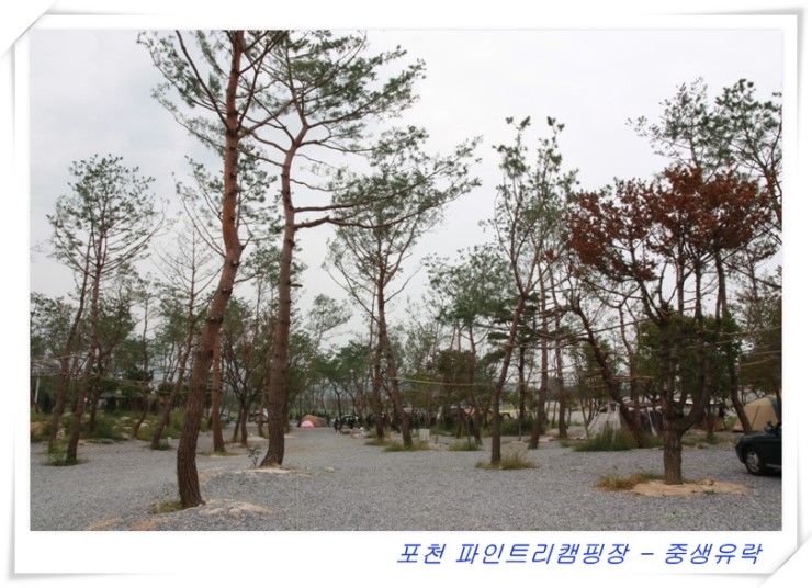 파인트리캠핑장 이미지