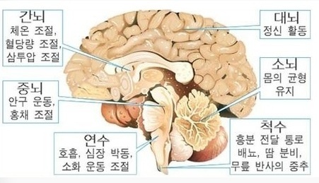 시상하부, 뇌하수체 : 네이버 블로그
