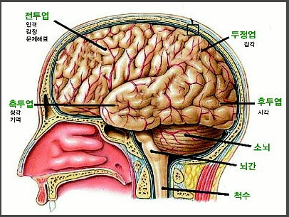 시상하부, 뇌하수체 : 네이버 블로그