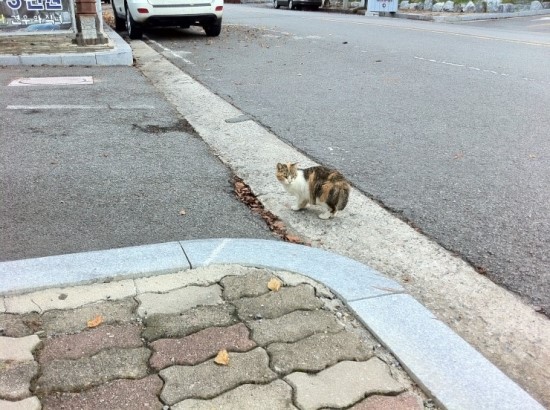 바람난고양이 이미지