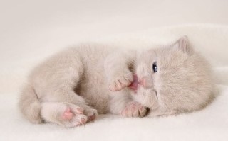 바람난고양이 이미지