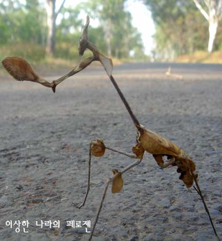 [희귀동물] 세상에서 가장 신기한 동물 곤충, 신기한사진, 왕사마귀 / 페로젠 : 네이버 블로그