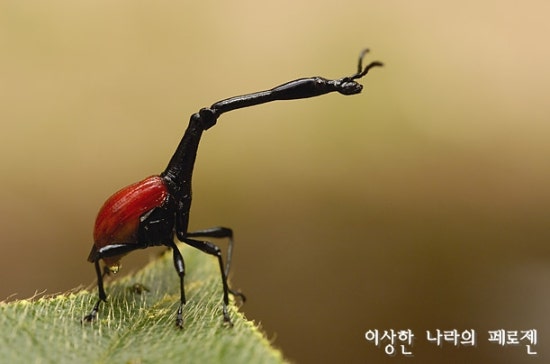 [희귀동물] 세상에서 가장 신기한 동물 곤충, 신기한사진, 왕사마귀 / 페로젠 : 네이버 블로그