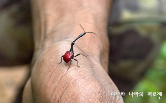 [희귀동물] 세상에서 가장 신기한 동물 곤충, 신기한사진, 왕사마귀 / 페로젠 : 네이버 블로그