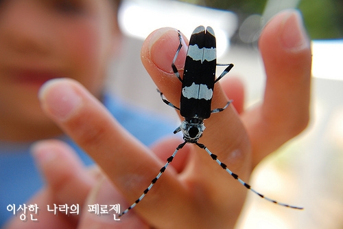 [희귀동물] 세상에서 가장 신기한 동물 곤충, 신기한사진, 왕사마귀 / 페로젠 : 네이버 블로그