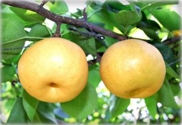 친환경농장 이미지