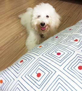 핍핍 이미지