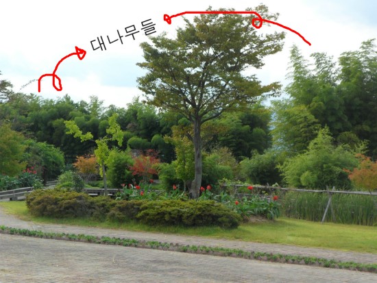한국대나무 이미지