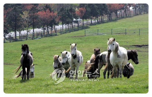 초원을 달리자 이미지