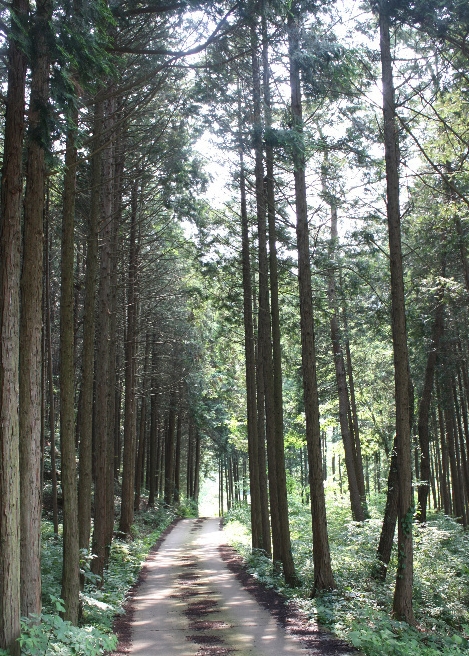 목향편백 이미지