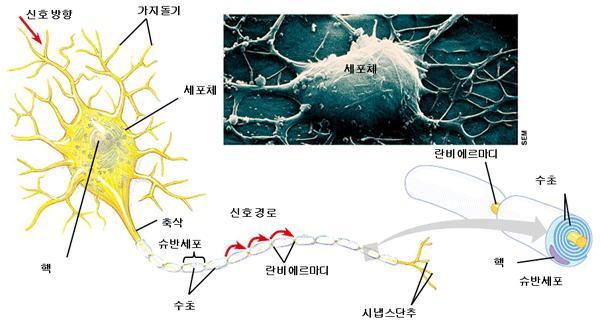 뉴런 과 시냅스 : 네이버 블로그