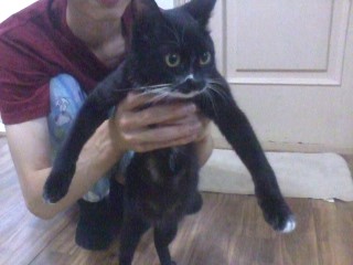 뒹굴뒹굴고양이 이미지