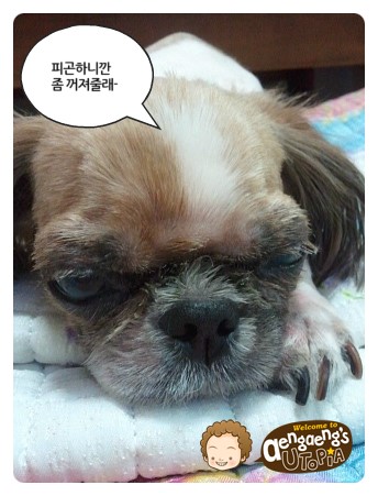 피아민트 이미지