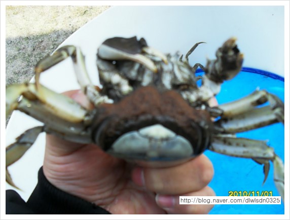 참게양식(입식시기및 조건) : 네이버 블로그