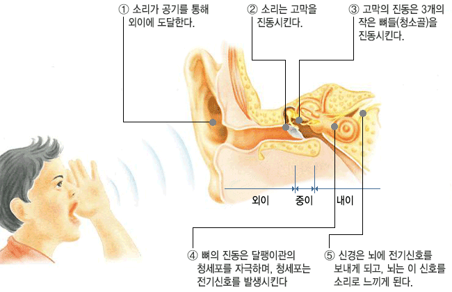 [소리] 소리의 발생과 전달, 종파, 음파, 초음파, 소리의 3요소, 소리의 세기와 높이, 진폭, 진동수, 소음 : 네이버 블로그