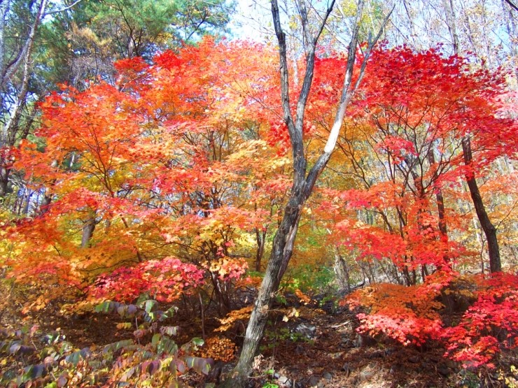 영월소머리국밥 이미지