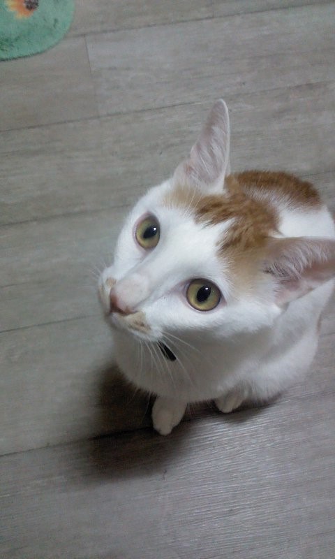 냥이커뮤니케이션 이미지