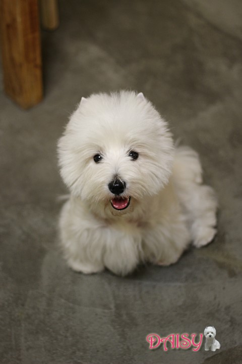 모란카페 이미지