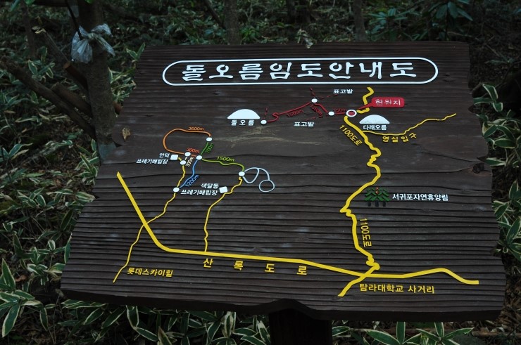 제주영실 표고버섯 이미지