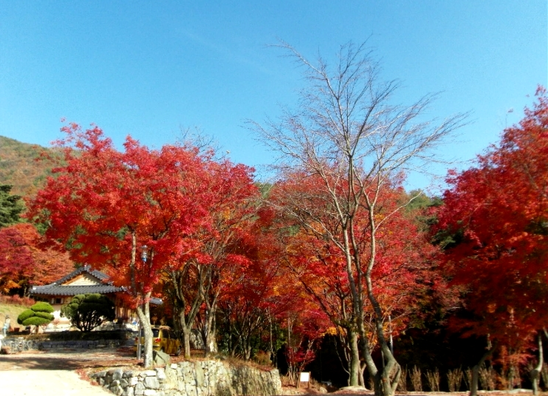 덕산관광농원 이미지