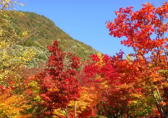 덕산관광농원 이미지