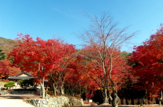 덕산관광농원 이미지