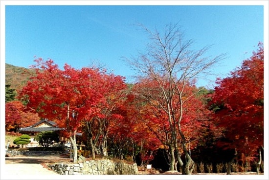 덕산관광농원 이미지