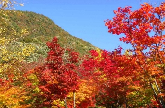 덕산관광농원 이미지