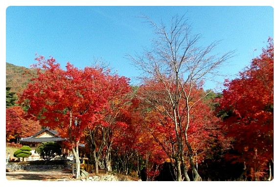 덕산관광농원 이미지