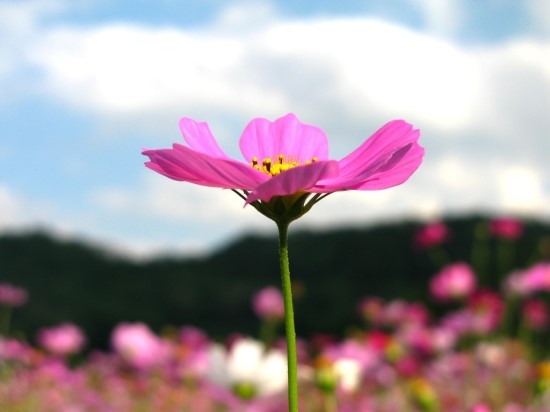 안샘 이미지