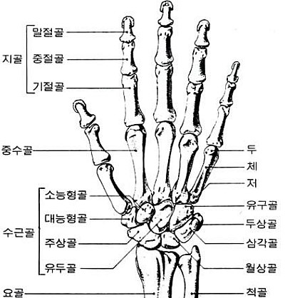 3. 기초해부생리 ③ : 네이버 블로그