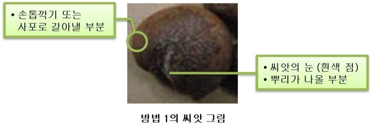 그랑디디 이미지