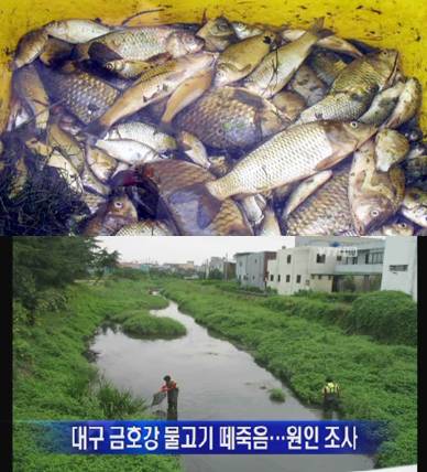 하얀물고기 이미지