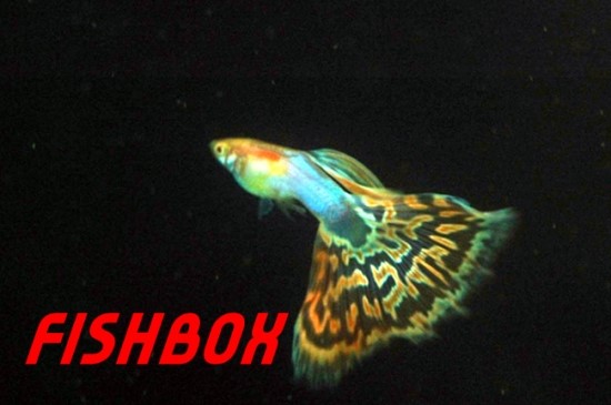 블루바디 이미지