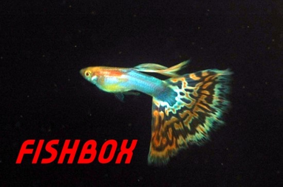 블루바디 이미지
