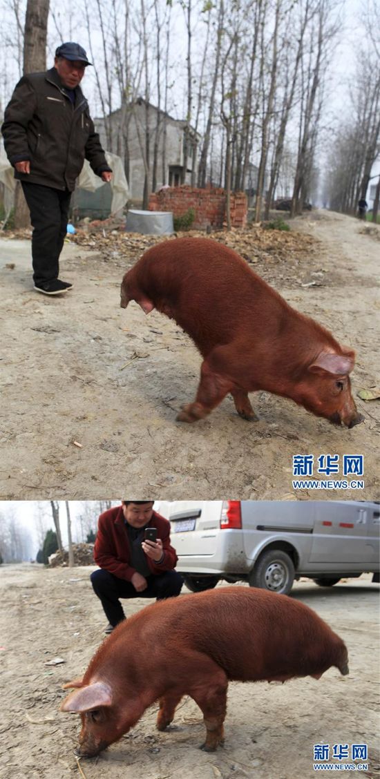 돼지발 이미지