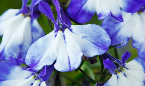 로벨리아(lobelia) 이미지