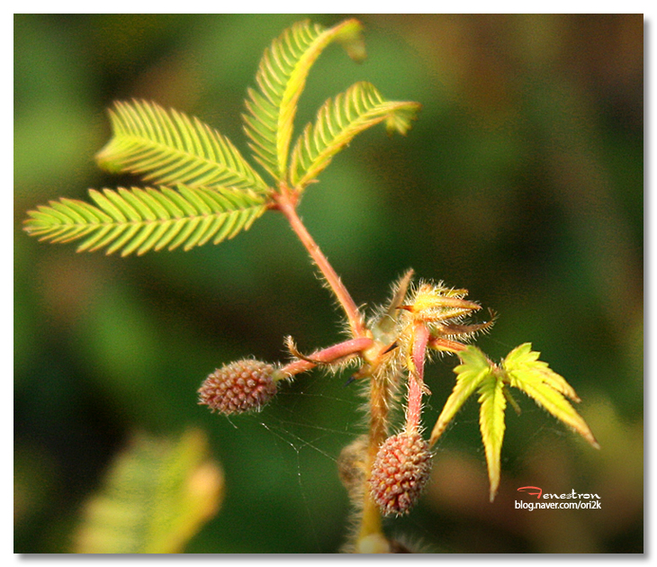 자라다plant 이미지