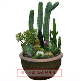 팜가이아 이미지