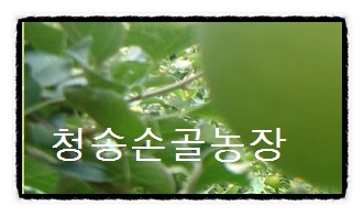 청송사과한과 이미지
