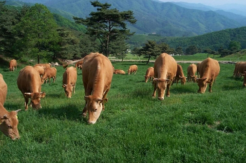 보리촌푸드 이미지
