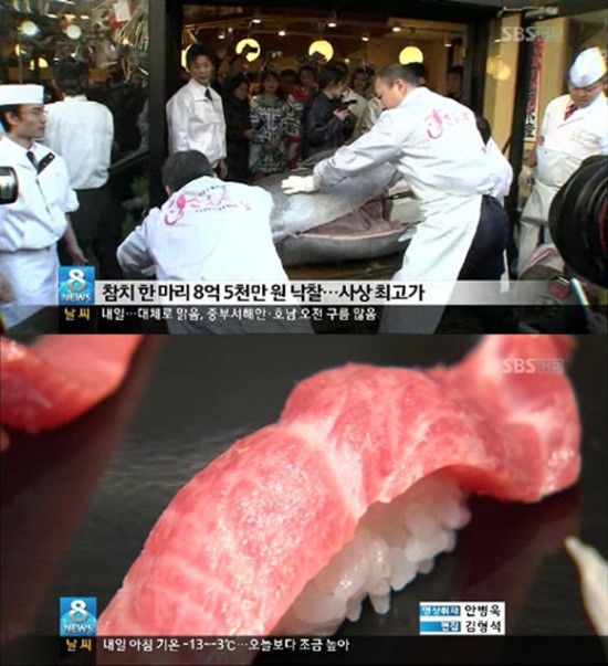 원참치 이미지